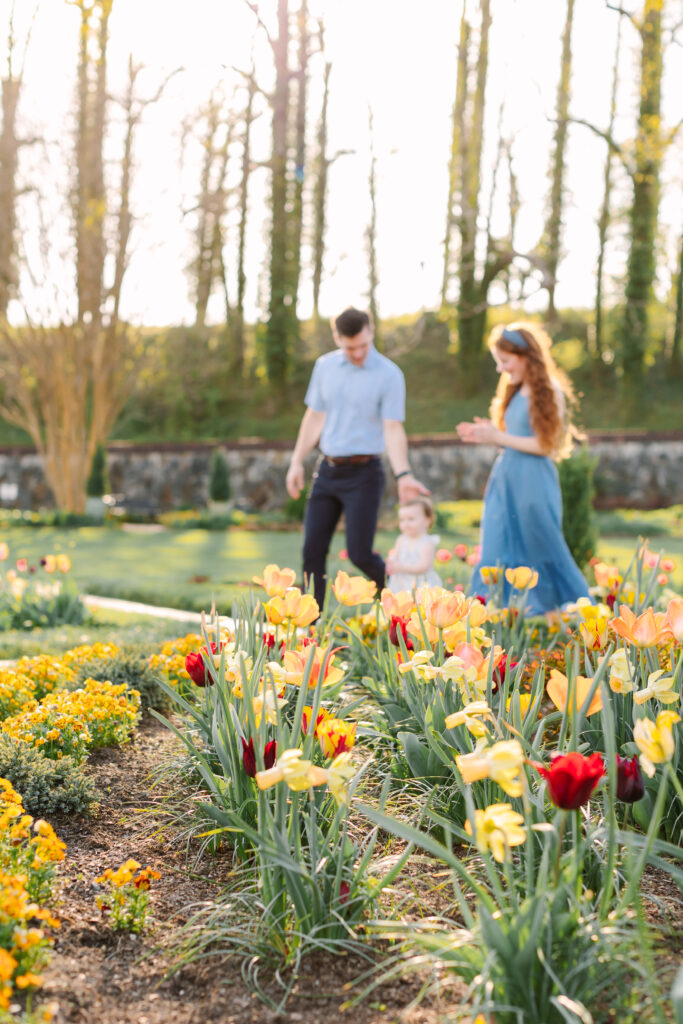family walks together with toddler daughter surrounded by yellow and red tulips during asheville family photo session at the biltmore estate walled gardens 