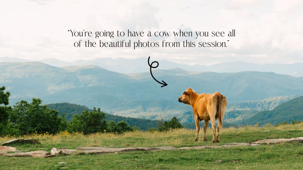 family adventure photo session at bear wallow mountain in hendersonville includes a cow pasture at the top of the mountain