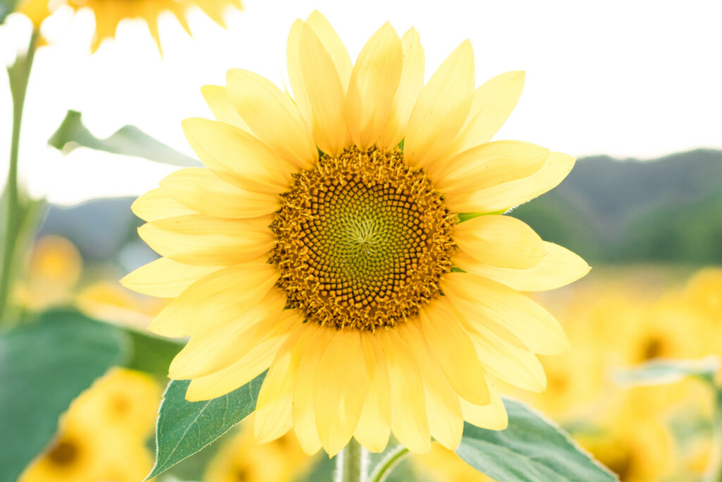 gorgeous sunflower at the sunflower fields at the biltmore estate in Asheville, NC