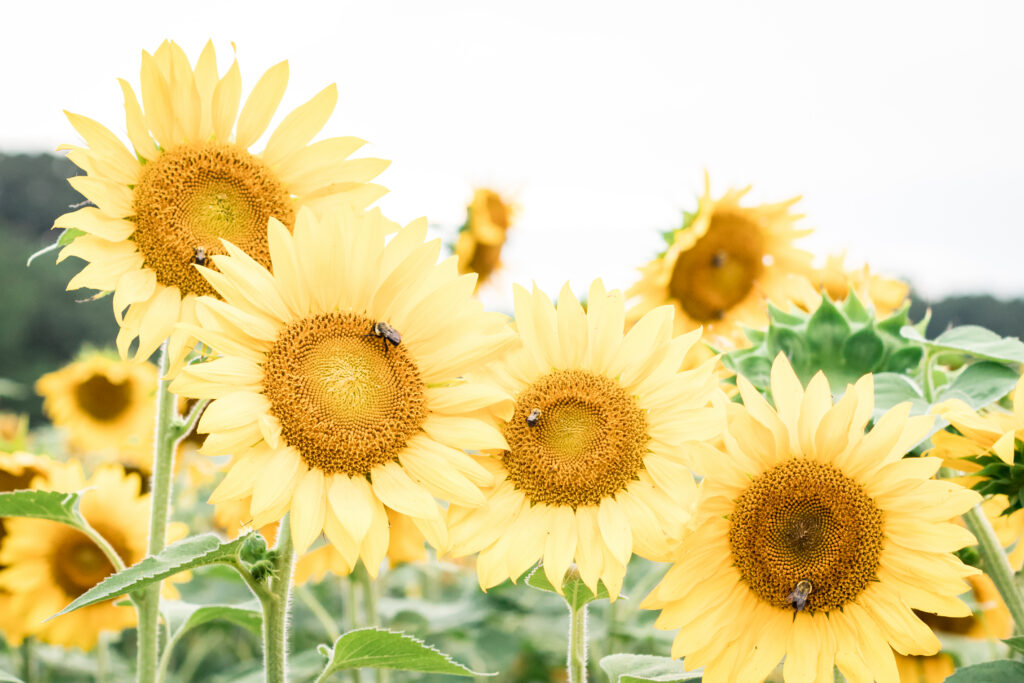 gorgeous sunflower at the sunflower fields at the biltmore estate in Asheville, NC